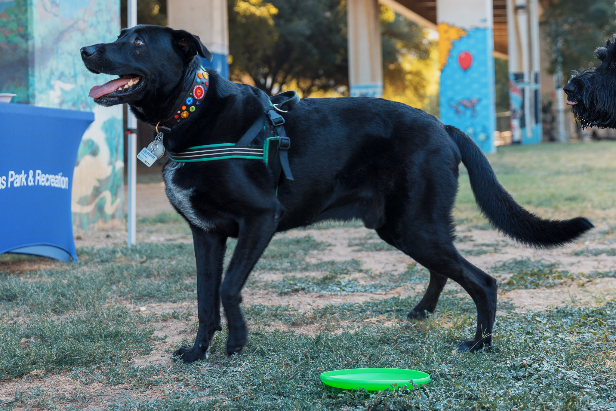 Dog playing at Barry Annino Bark Park in Deep Ellum