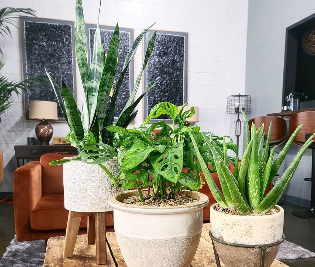 New Business Spotlight: Energy Gardens