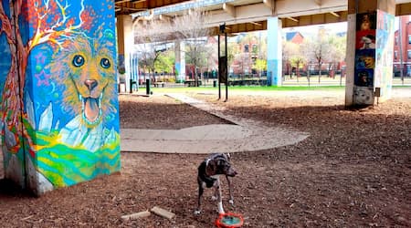 https://www.deepellumtexas.com/wp-content/uploads/Deep  ellum  bark  park