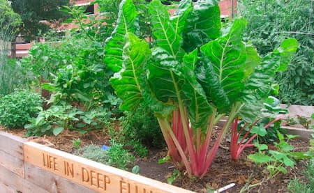 https://www.deepellumtexas.com/wp-content/uploads/Deep  Ellum  Urban  Gardens